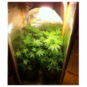 kit cultivo interior marihuana 4